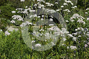 Blooming Valeriana officinalis