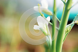 Blooming of vegetable in farm