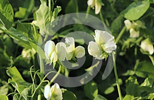 Blooming vegetable pea in the field. Flowering legumes. White flowers of peas. Young shoots and flowers in a field of