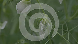 Blooming vegetable pea in the field. Flowering legumes. Young shoots and flowers in a field of green peas. slow motion