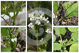 Blooming vegitable garden