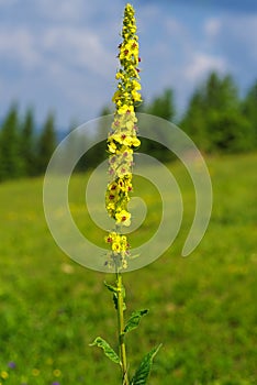 Blooming Verbascum thapsus great mullein, common mullein