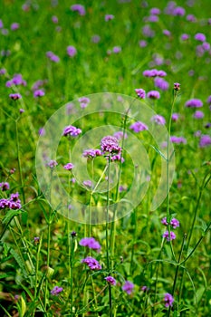 Blooming Verbena blooming flower close up