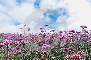 Blooming Verbena field on bright sky