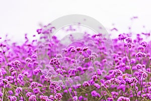 Blooming Verbena field on summer sunset