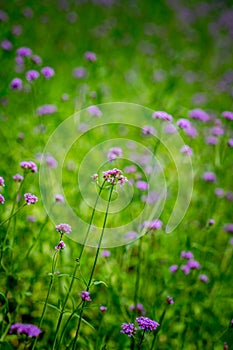 Blooming Verbena flower close up