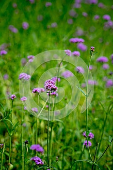 Blooming Verbena flower close up