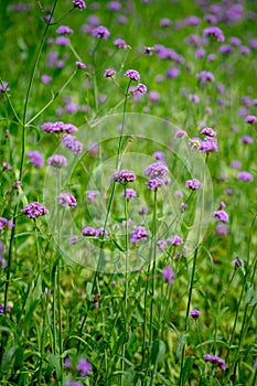 Blooming Verbena flower close up