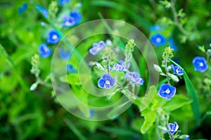 Blooming Veronica Officinalis flower