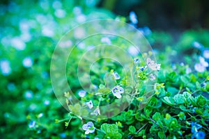 Blooming Veronica Officinalis flower