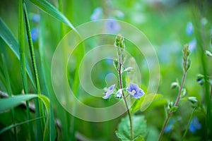 Blooming Veronica Officinalis flower