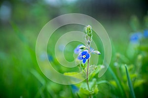 Blooming Veronica Officinalis flower