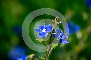 Blooming Veronica Officinalis flower