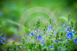 Blooming Veronica Officinalis flower