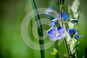 Blooming Veronica Officinalis flower