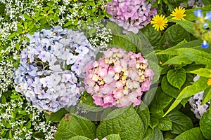 Blooming vibrant purple Hydrangea flowers