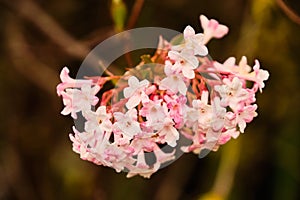 Blooming viburnum farreri shrub