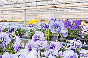 Blooming viola flowers in a greenhouse