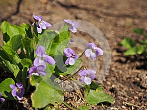 Blooming Viola odorata, Sweet Violet, Wood violet, English Violet, Common Violet, or Garden Violet