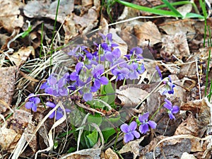 Blooming Viola odorata, Sweet Violet, Wood violet, English Violet, Common Violet, or Garden Violet