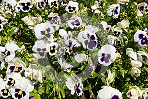 Blooming viola tricolor flowers on a meadow photo