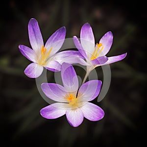 Blooming violet Crocus at springtime