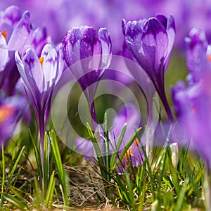 Blooming violet crocuses, spring flower