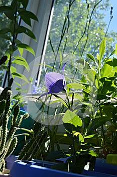 Blooming violet flower of Platycodon grandiflorus in little garden