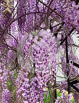 Blooming violet flowers of Chinese wisteria. Purple wisteria tree.