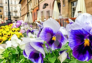 Blooming violet flowers in pot at city Krakow, Poland