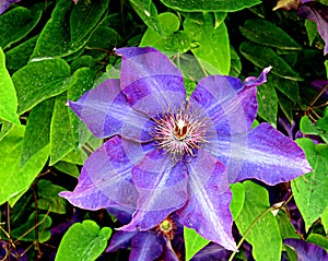 Blooming Violet in a garden of Vienna, Austria