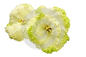 Blooming violet, greena