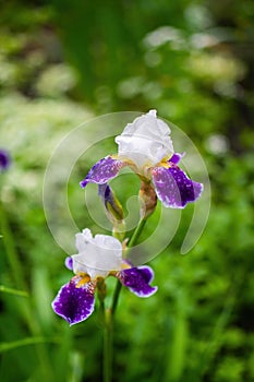 Blooming violet iris on a summer day outdoors