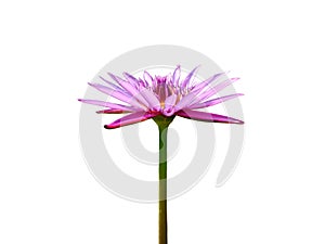 Blooming violet lotus flower