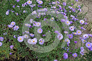 Blooming violet Michaelmas daisies in September