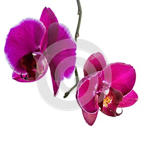 Blooming violet orchid with bandlet is isolated on white background