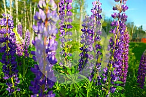 Blooming violet and pink lupine flowers