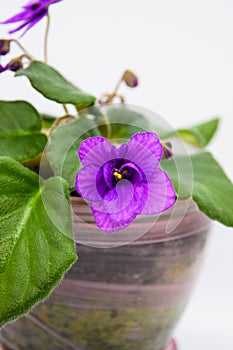A blooming violet in a pot on a white background. A blooming bright purple African purple flower on a white background.