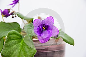 A blooming violet with a purple flower in a pot on a white background, close-up.
