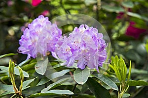 Blooming violet Rhododendron