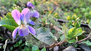 Blooming violet in a spring meadow