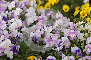 Blooming violets in the garden