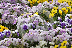 Blooming violets in the garden