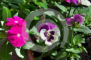 Blooming violets and periwinkle in the rays of sunlight