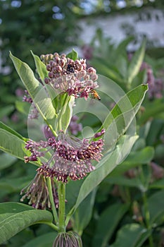 Blooming virginia silkweed, bee moth on flower, asclepias syriaca, common milkweed photo