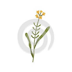 Blooming wallflower. Wild floral plant. Botanical drawing of Erysimum herb. Delicate field inflorescence on stem with