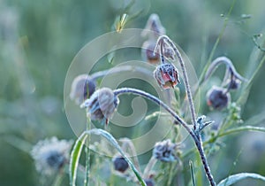 Blooming water avens, Geum rivale with morning frost