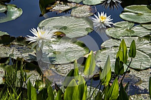 Blooming Water Lilies in a Lake