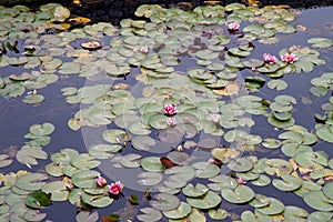 Blooming water lilies on the lake. nenuphar
