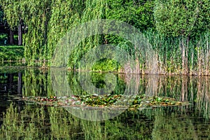 Blooming water lilies on the lake in Trostyanets central park, Ukraine